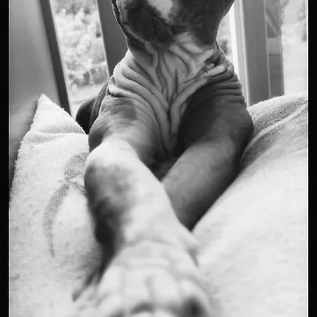 Bed & Breakfast Les Des Chats Malicieux Cajarc