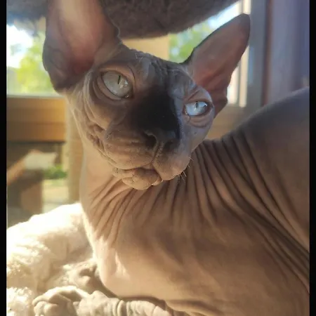 Les Des Chats Malicieux * Cajarc