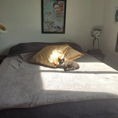 Les Des Chats Malicieux *