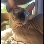 Les Des Chats Malicieux * Cajarc