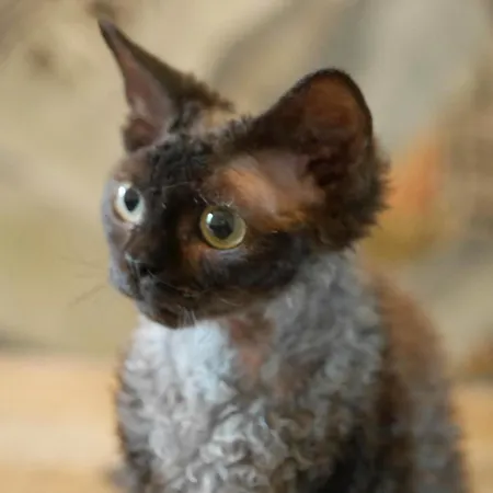 Les Des Chats Malicieux