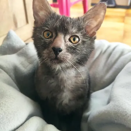 לינה וארוחת בוקר Les Des Chats Malicieux