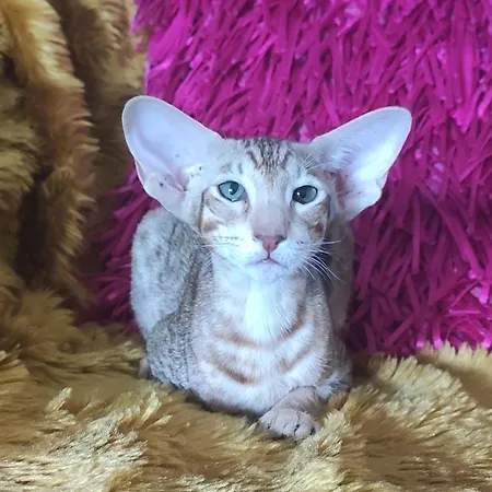 Les Des Chats Malicieux