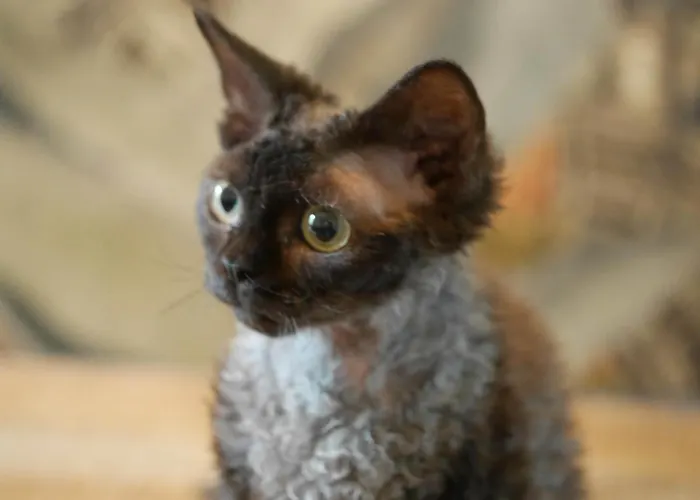 Les Des Chats Malicieux