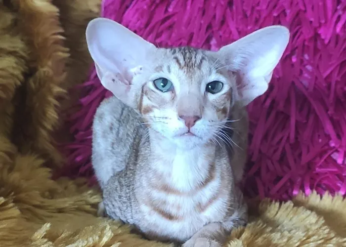 Les Des Chats Malicieux